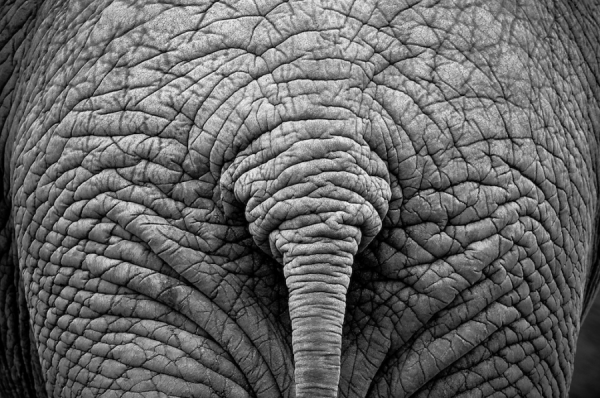 Photograph Luis Otavio Machado What A Butt on One Eyeland
